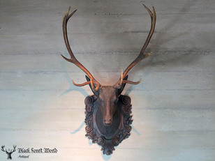 Awesome Black forest Stag head 