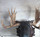 Black forest carved Moose head