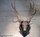 Black forest carved deer head  Stag