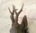 Black Forest Deer Roebuck Head
